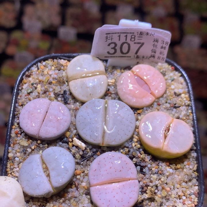 精品生石花118.307