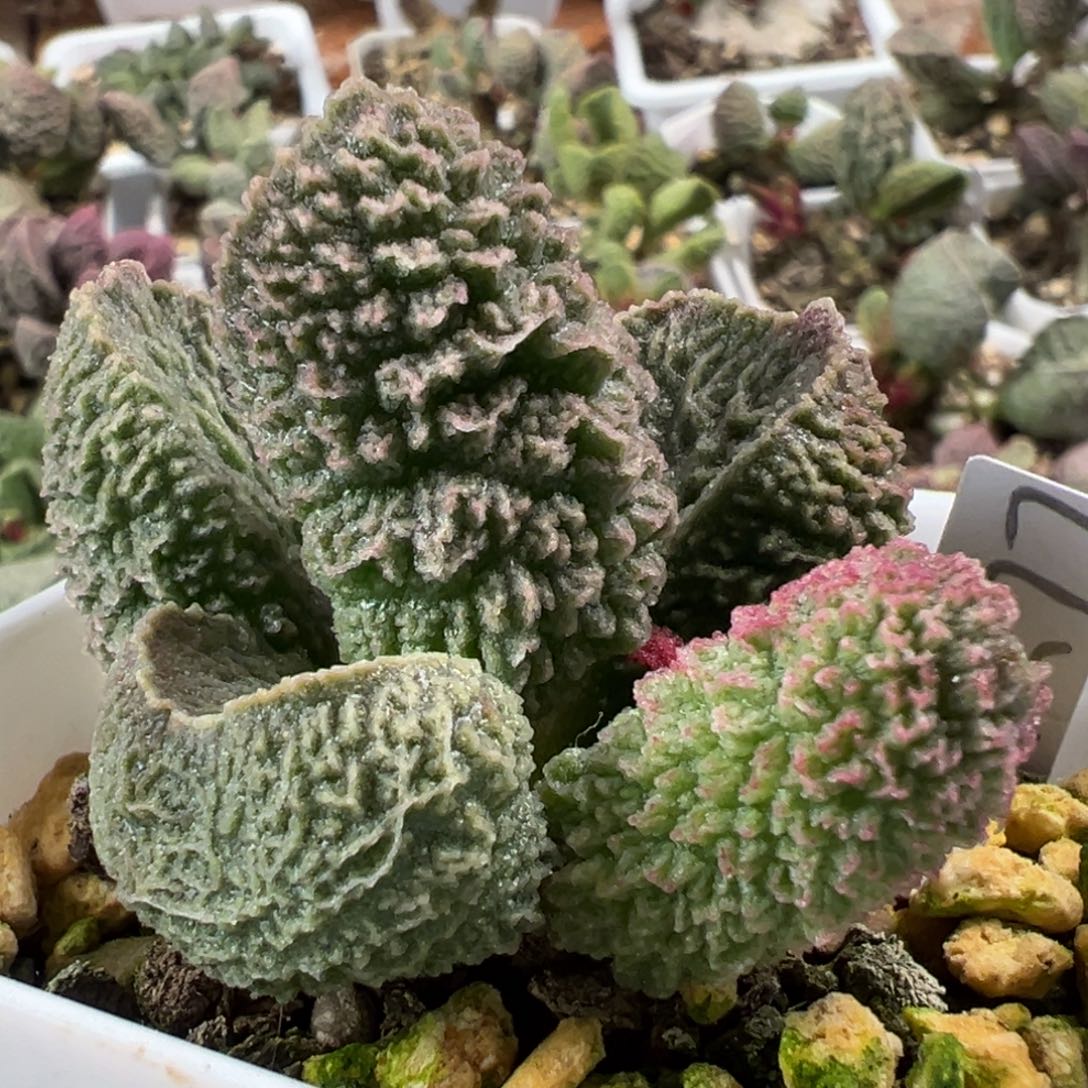 实生024-1277多头纯木质桩多肉植物