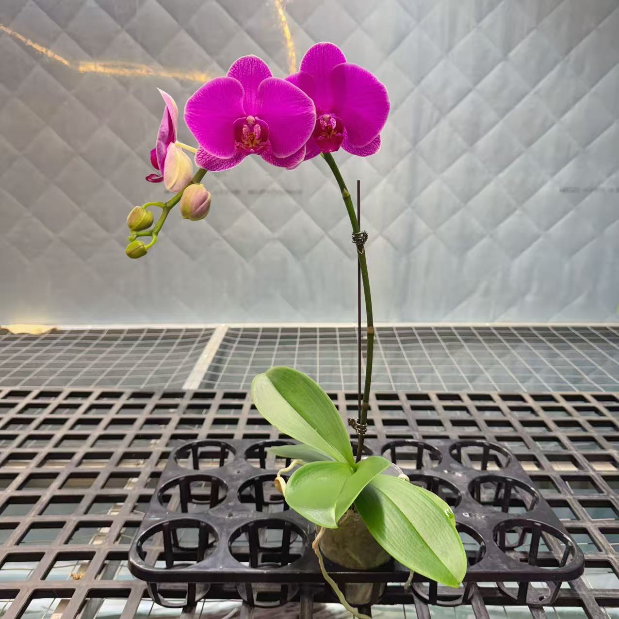 家好优选（恭喜发财）蝴蝶兰  好养活  花期长 开花株发货