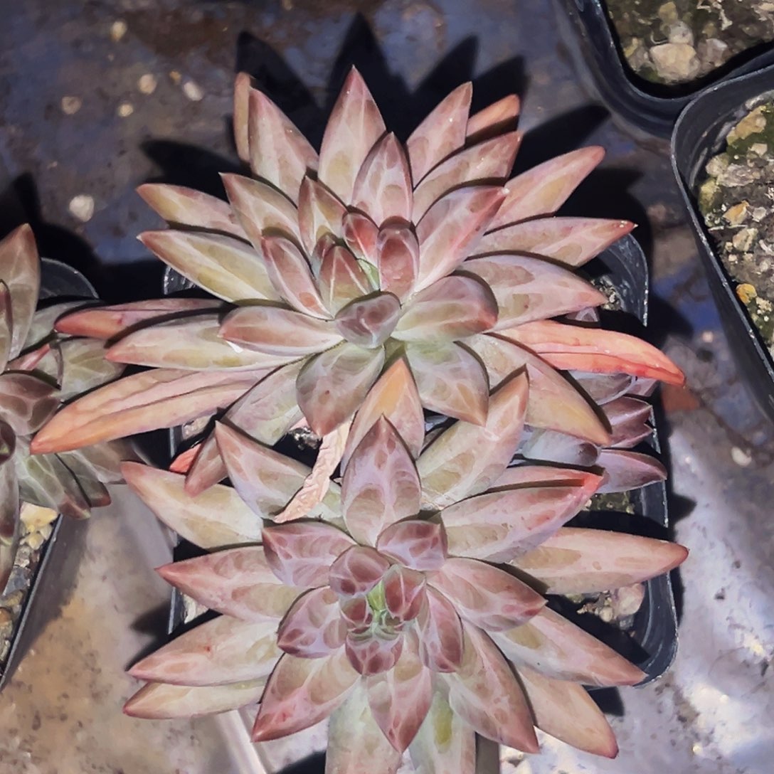 桔云多肉美人精品系列