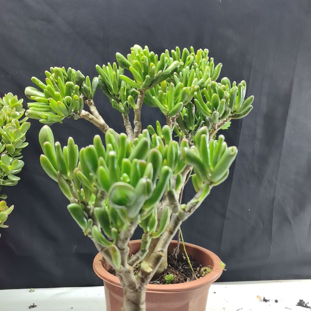 完全开放一物一拍老庄子