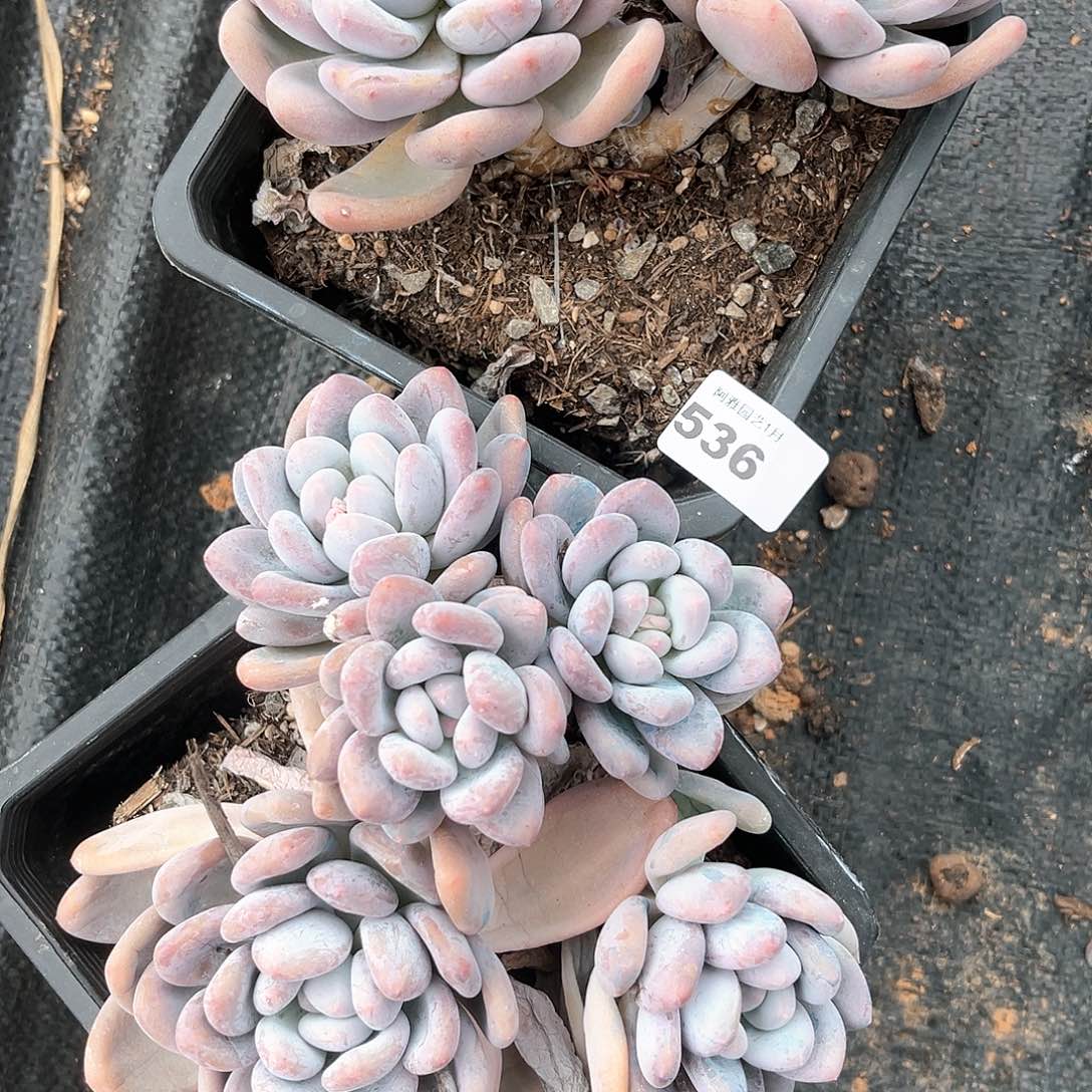 阿雅园艺。         脱土发货536