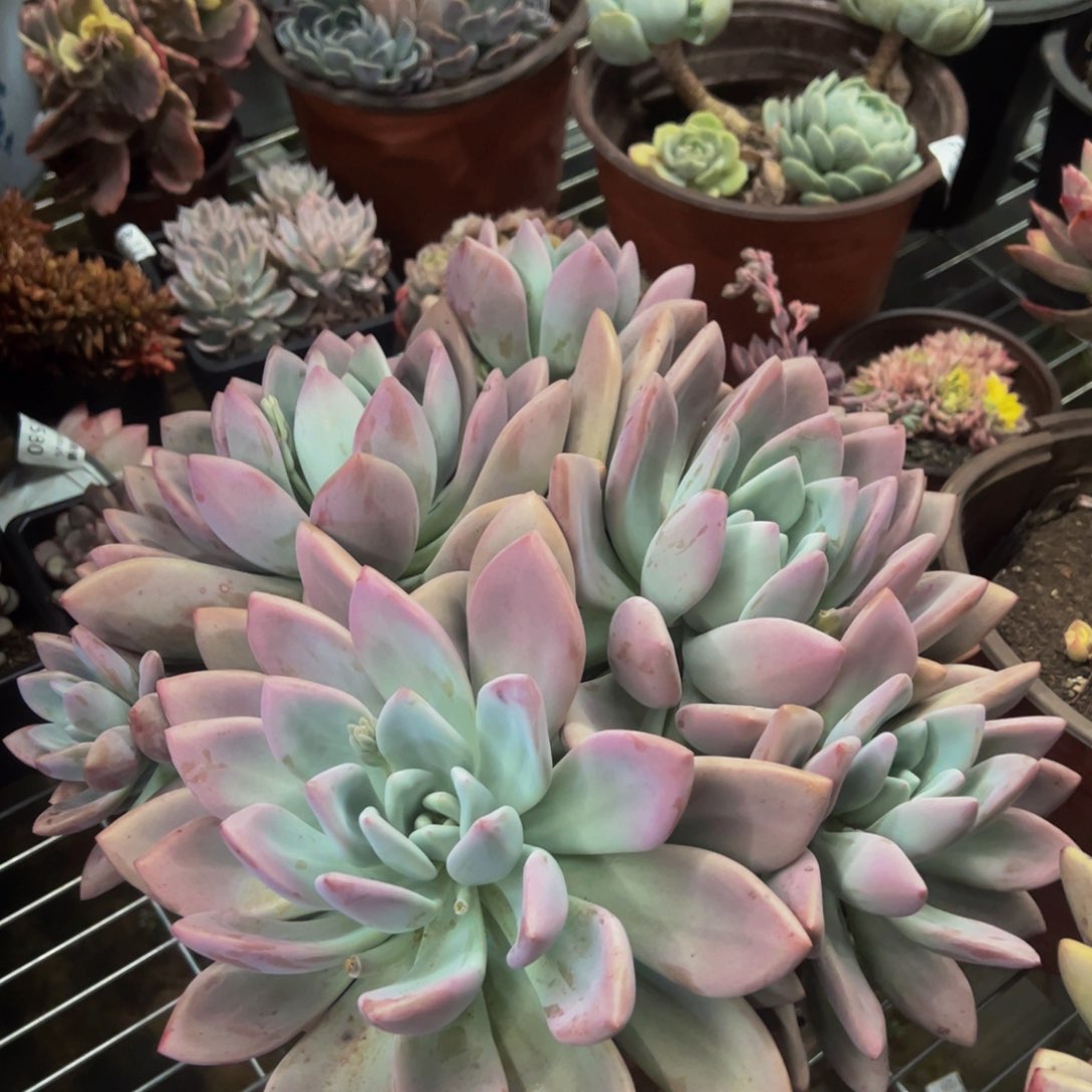 奥普琳娜五大头起发超大盆