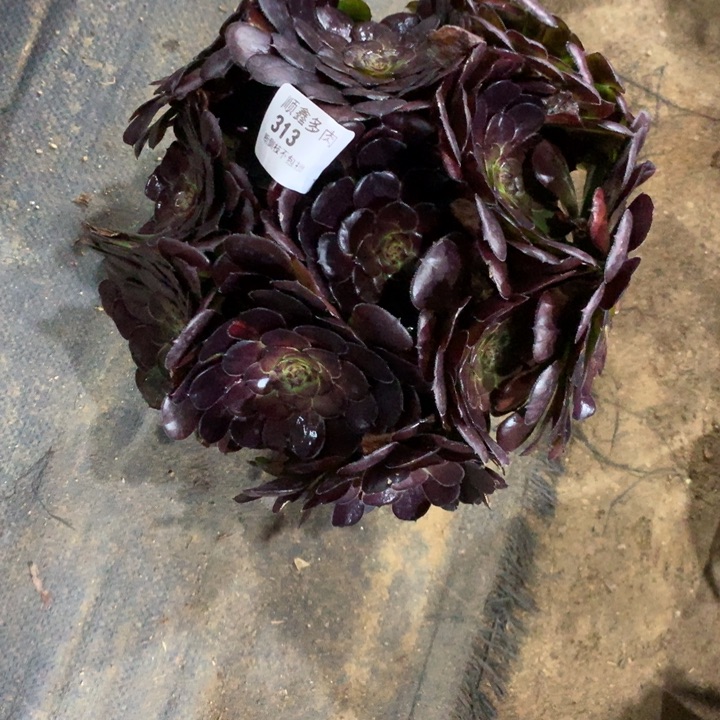 人***累313黑萝莉多肉植物