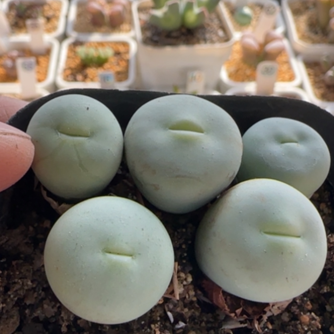 【闪购商品】0044    