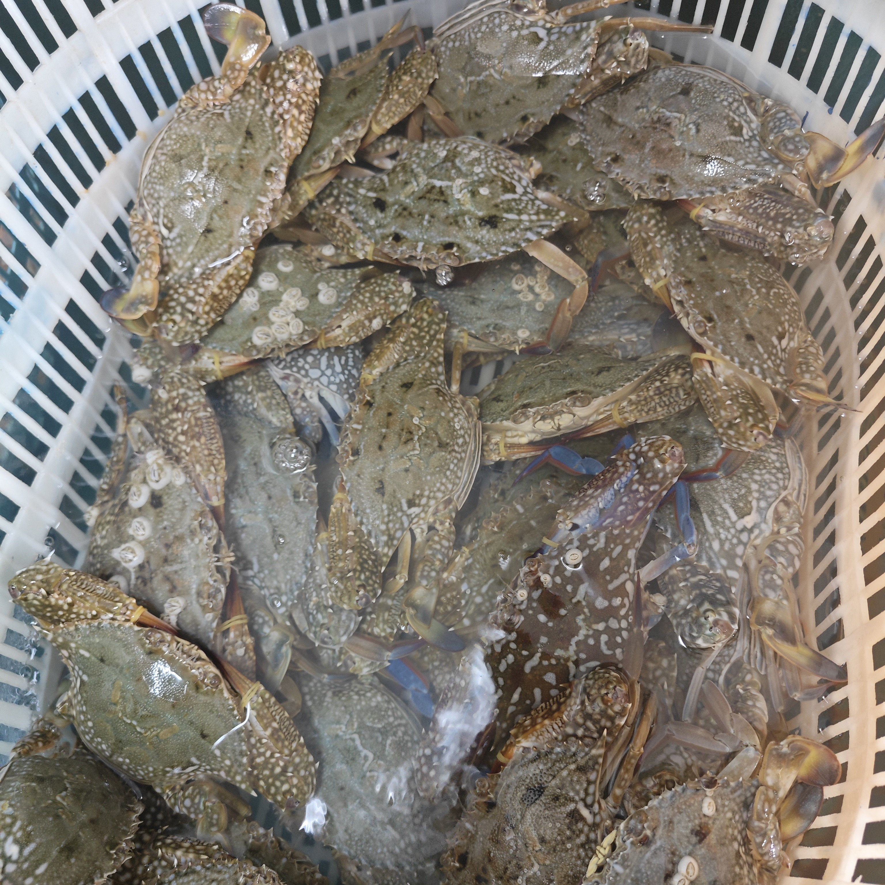 大母兰部分有膏花蟹