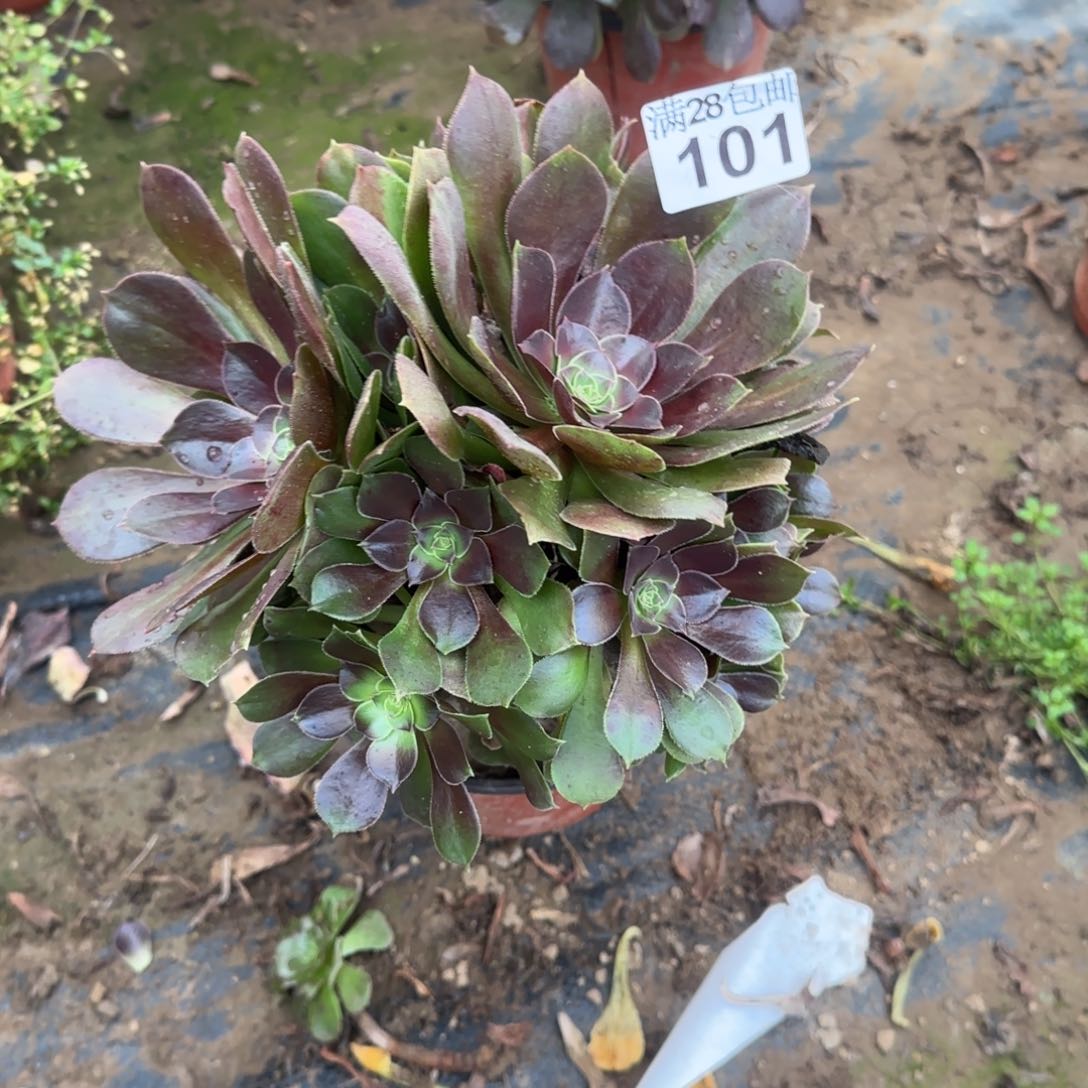 玫瑰多肉101满28包邮断枝不包