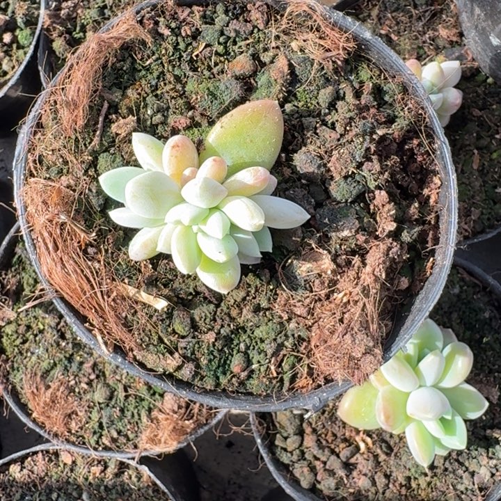 冰河世纪 群生  一物一拍