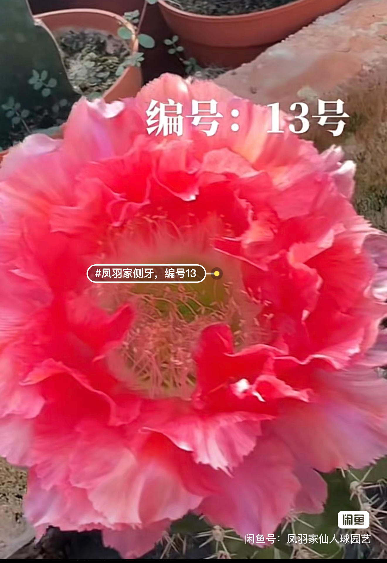凤羽编号13号侧牙4公分