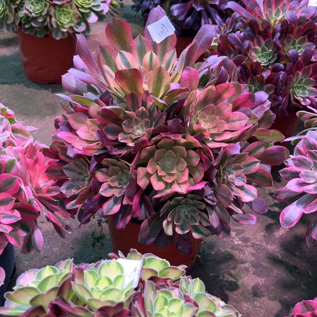 多肉植物雅典娜1098