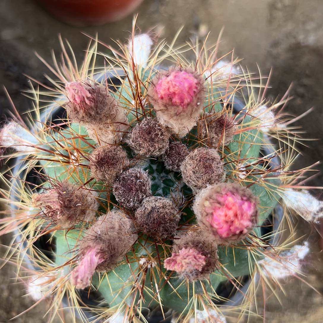 橙色青王嘟嘟摸摸我摸摸哦哦哟