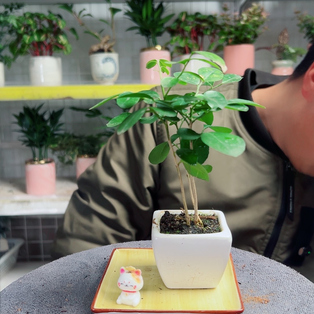 那***夏无花朵59                    