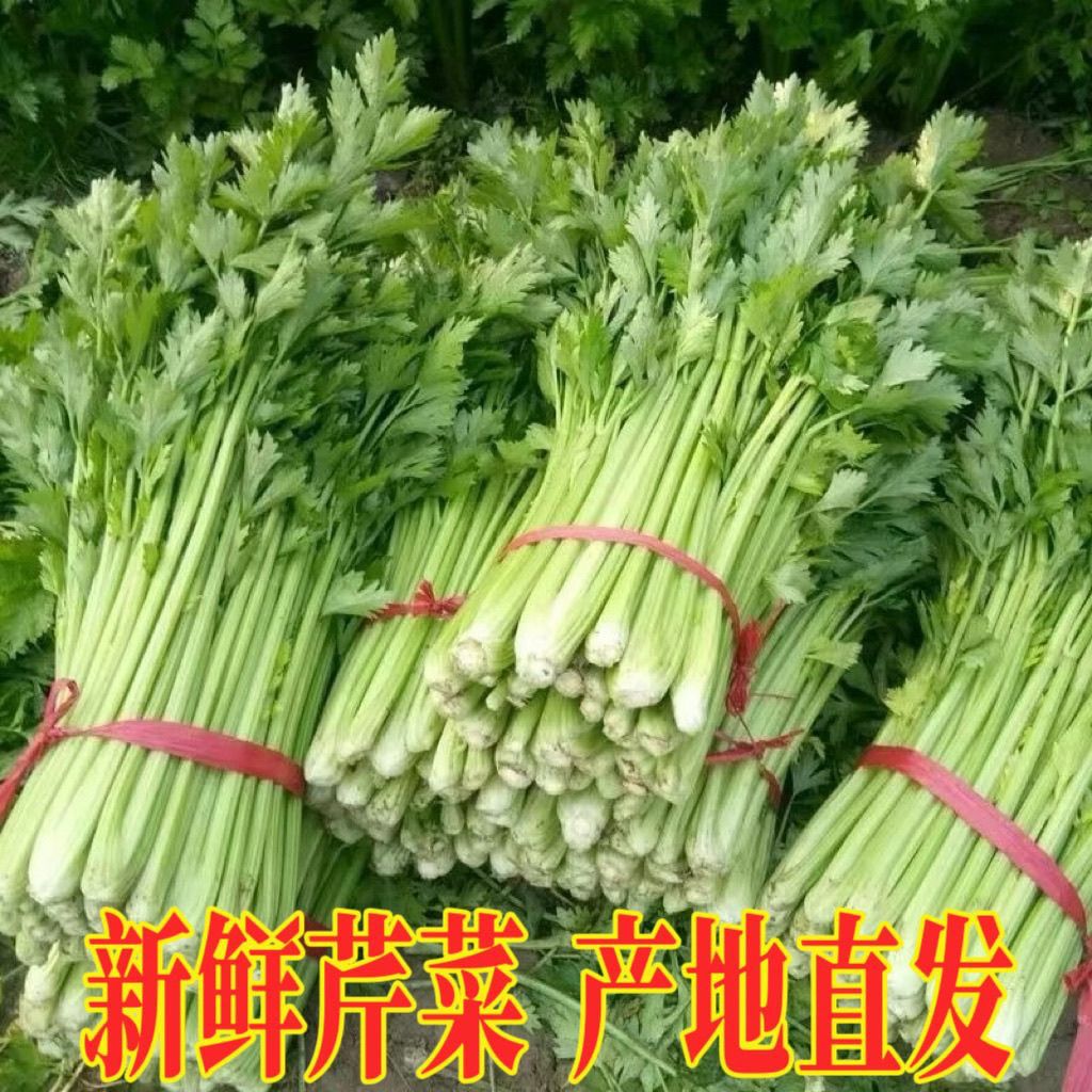 露天新鲜西芹脆嫩多汁可榨汁清炒的蔬菜