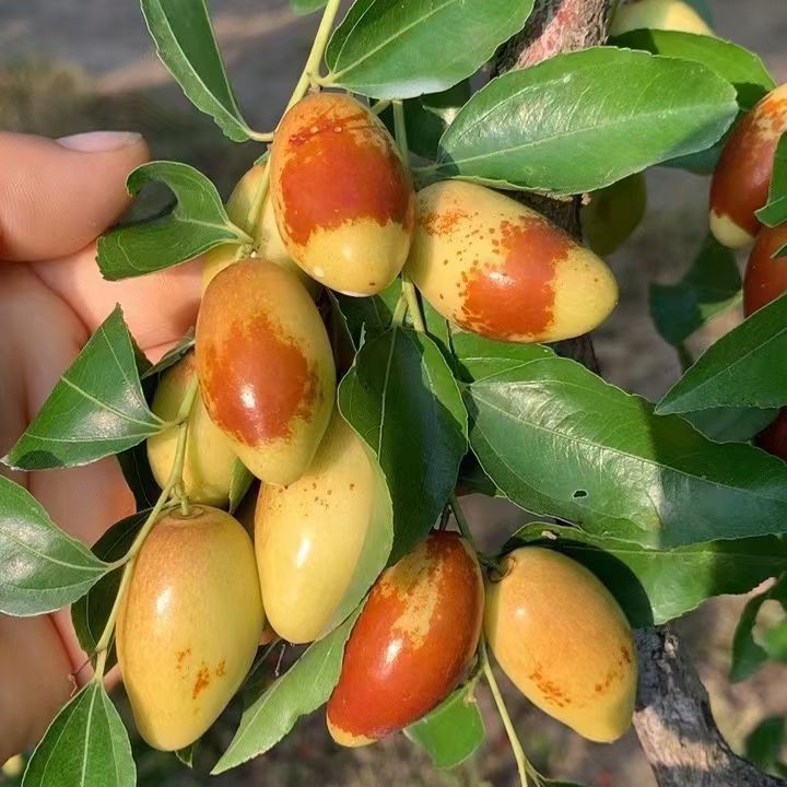 当天采摘新鲜马芽枣果肉饱满生吃脆甜蒸吃软糯现摘现发