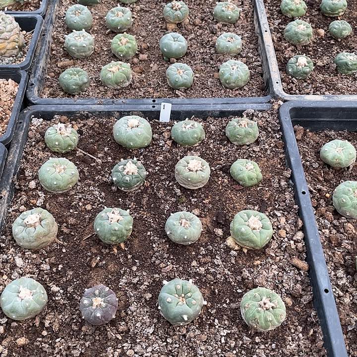 仙人球4颗自选一组