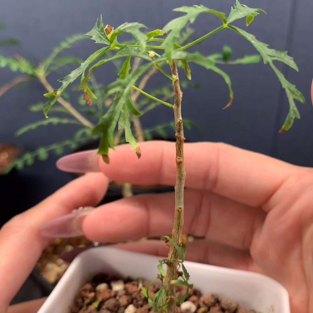 飞羽没药实生小苗