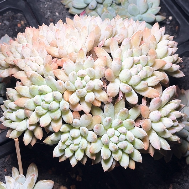 七彩奶糖 13号码牌子的