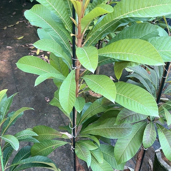 小***莉天使256969799668866765