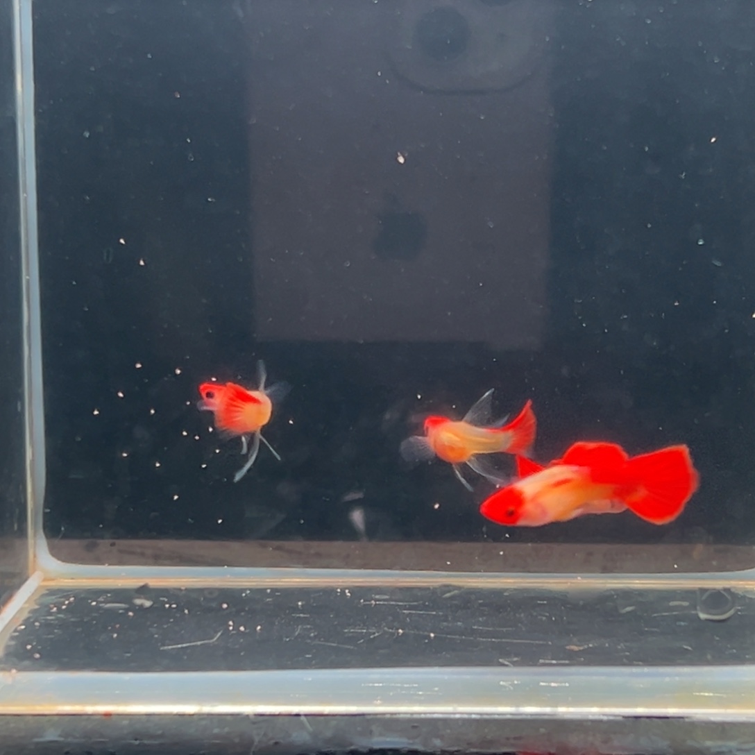 孔雀鱼红头玻璃猫大c2对