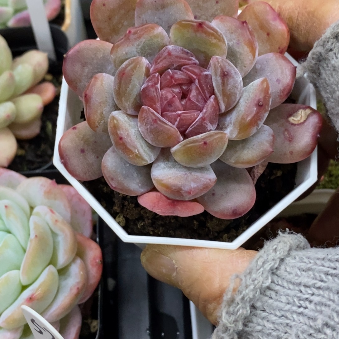 精品多肉一物一拍不包整264