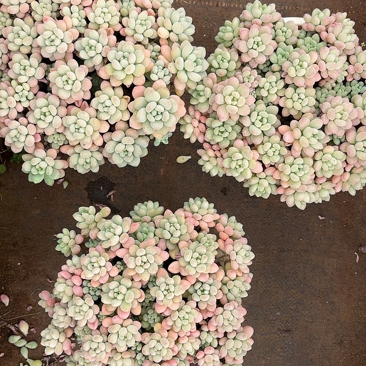 鱼子酱大群模特发货