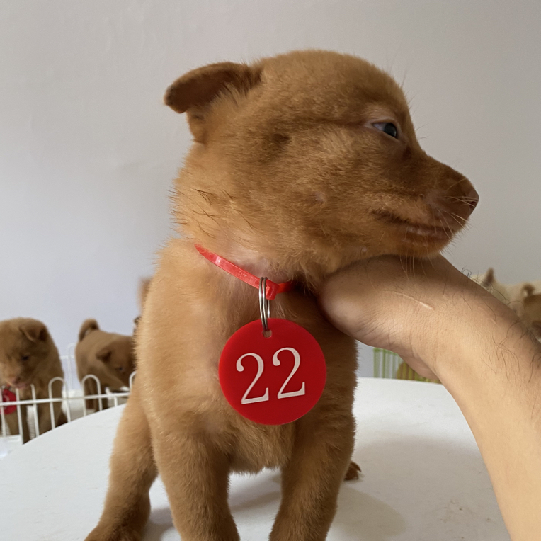 五红犬中华田园犬