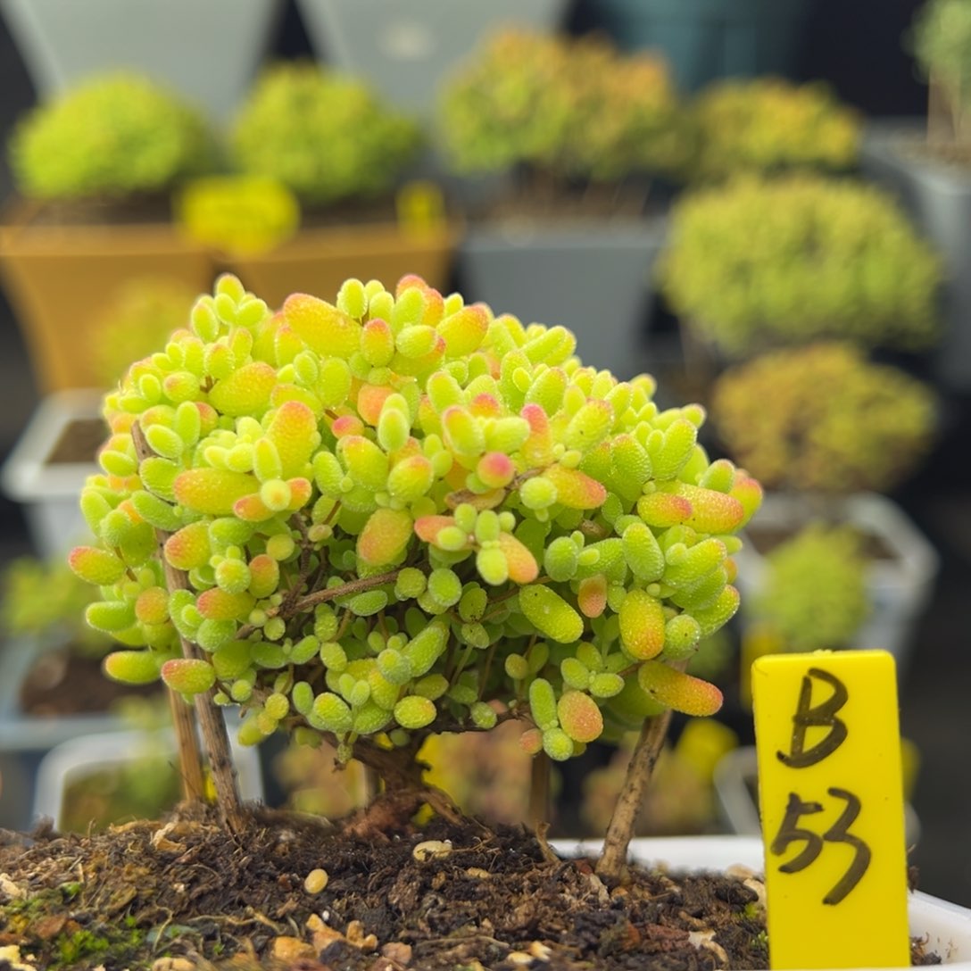 蜜橘带盆带土发货