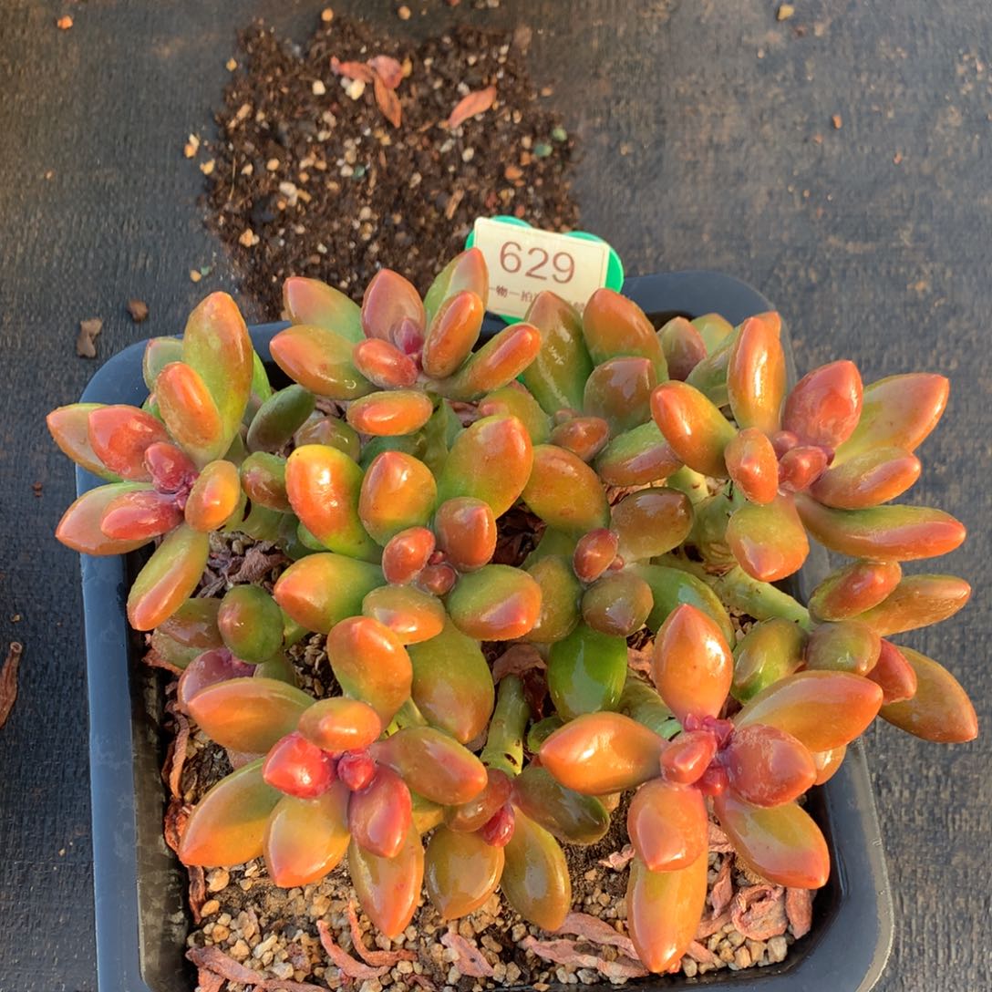 芒果奶无砍老桩平头629