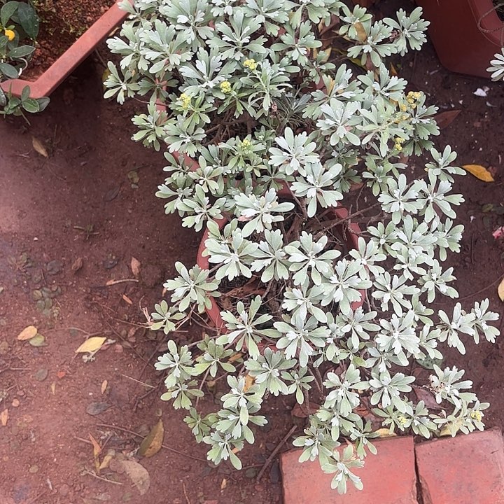 冬***海无花朵带土球发货