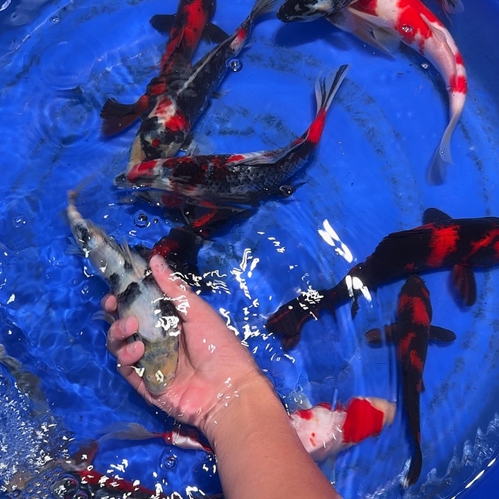 海水那你交话费了没嘛啊亲