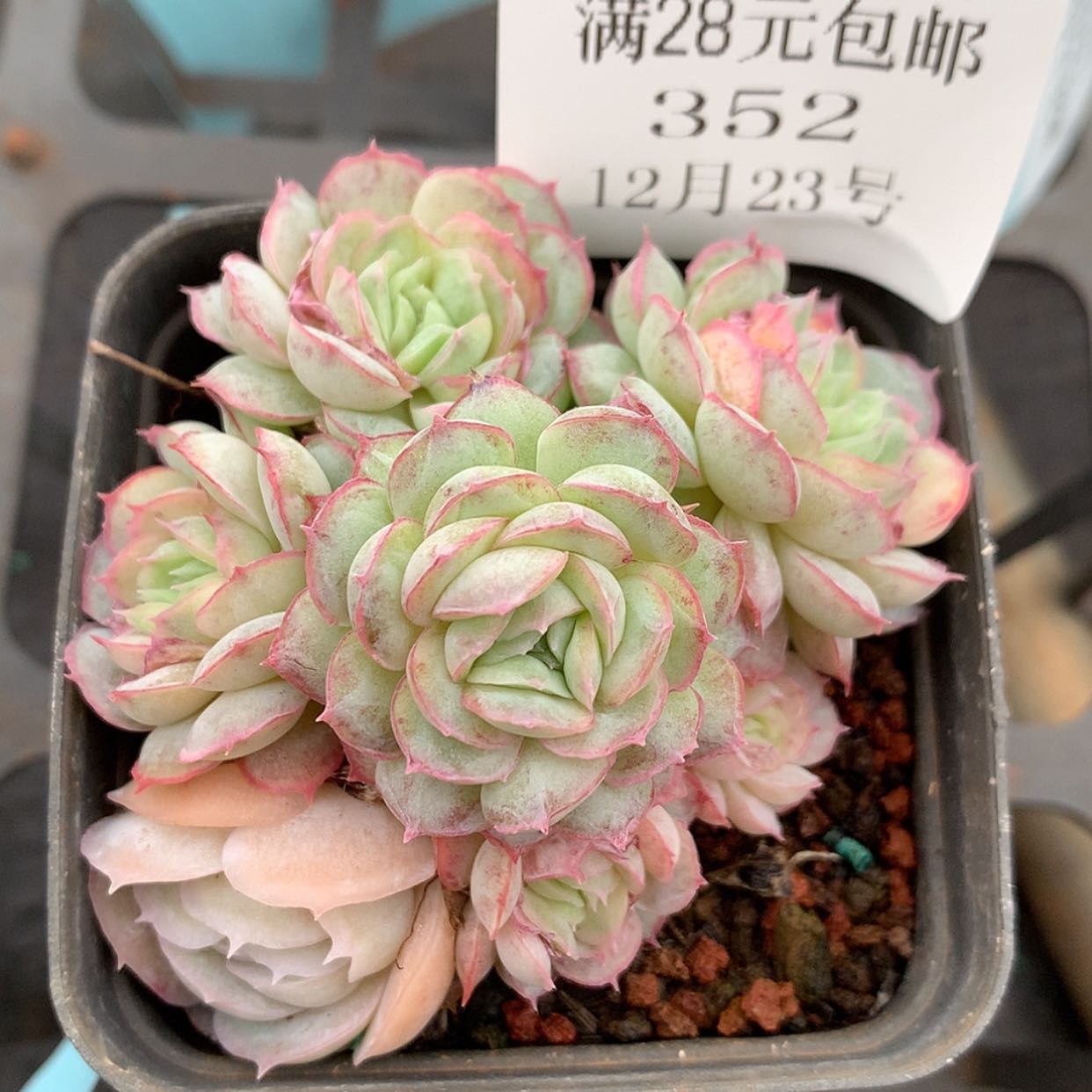 【闪购商品】云352号
