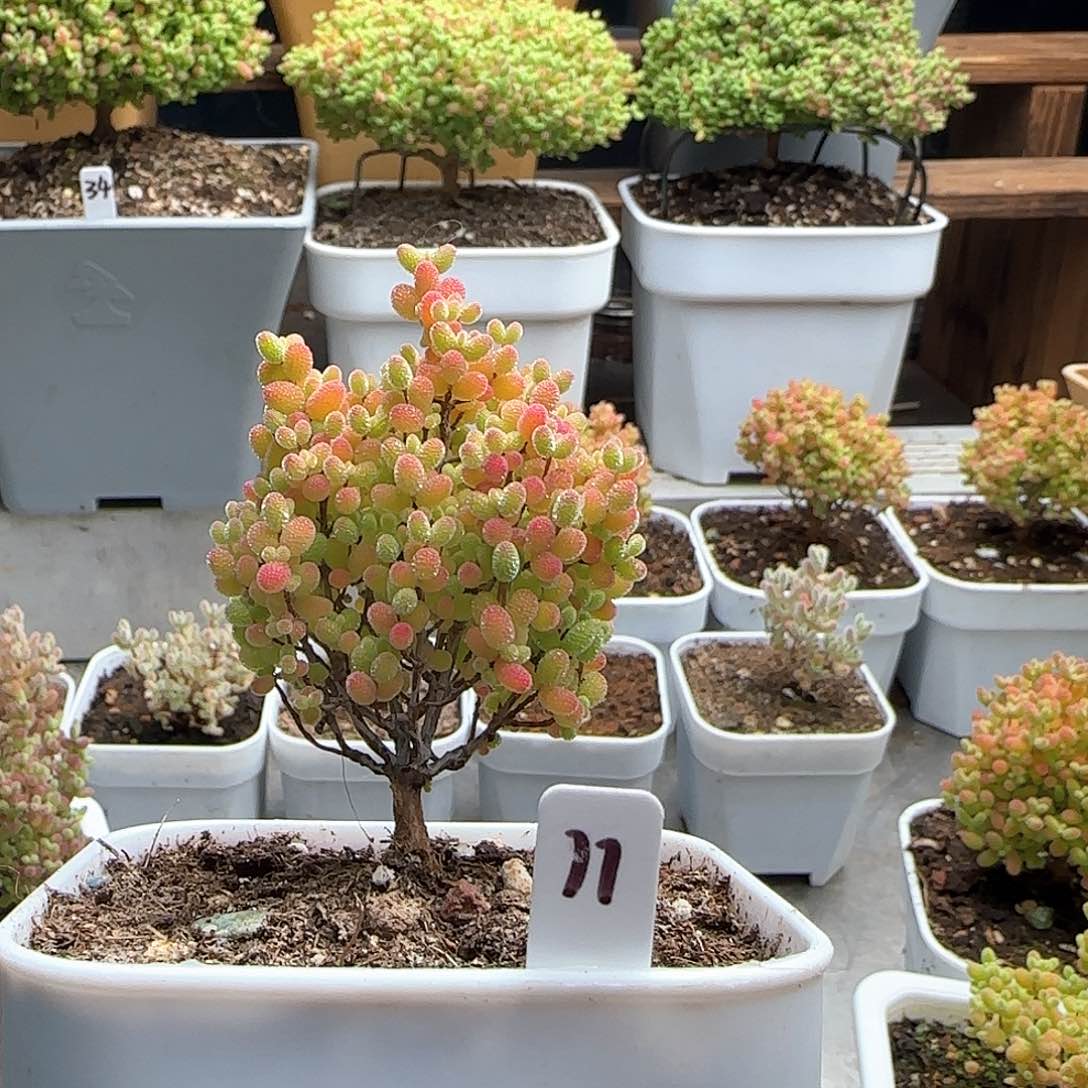 蜜橘糖球枝干番杏