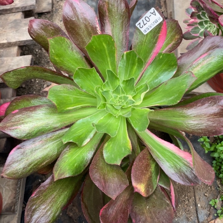 72魅影七彩多肉1，12345578