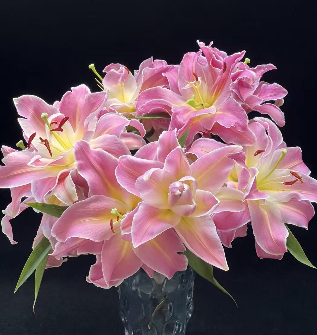 【糖果重瓣百合】不拍保温棉冻损不售后沈阳晓全花行