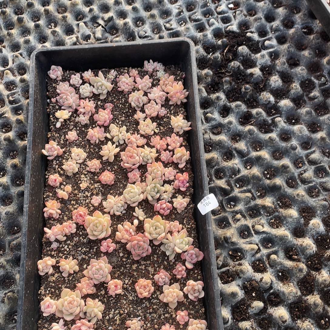 珊***瑅184。 定。              