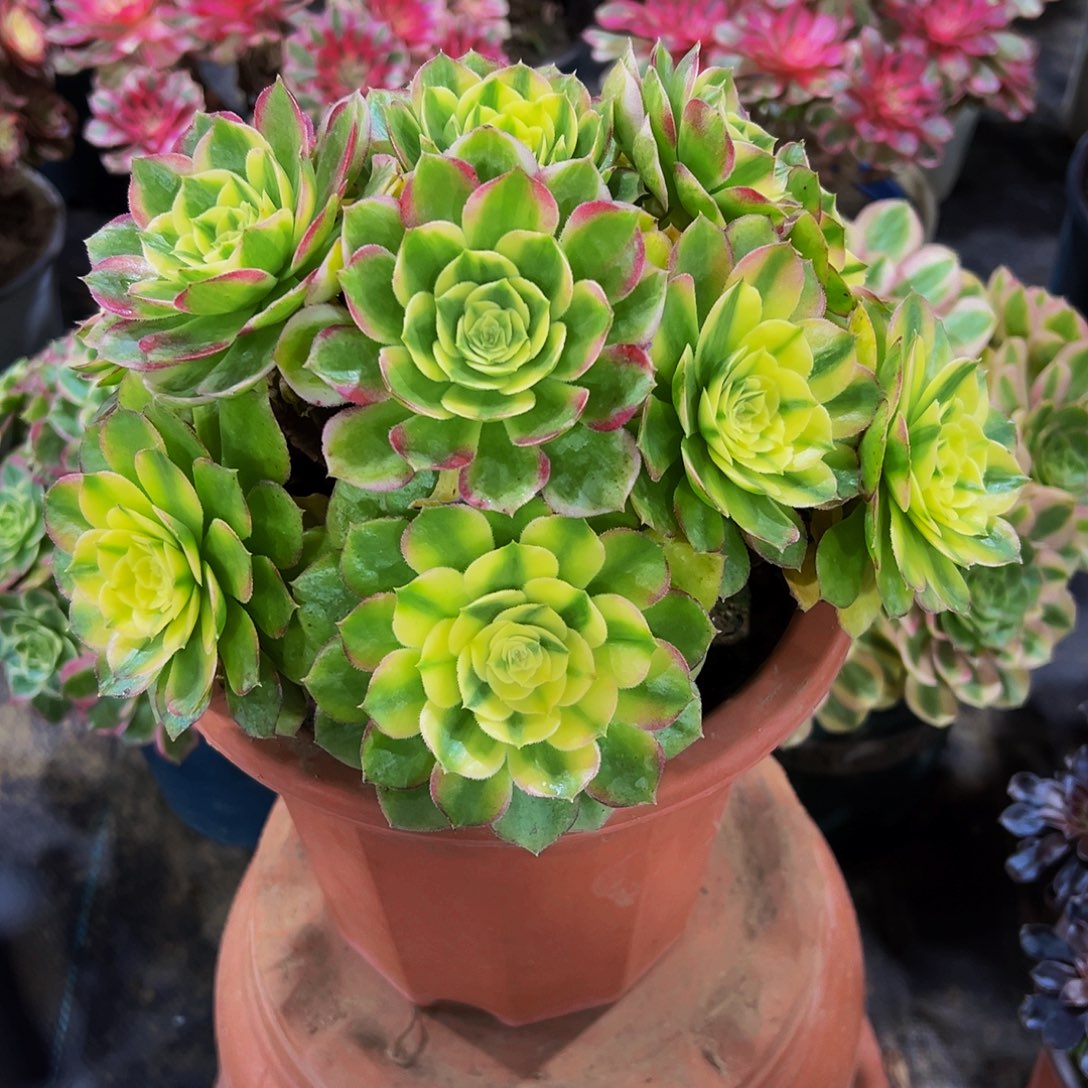 老庄粉体海仙法师58.8