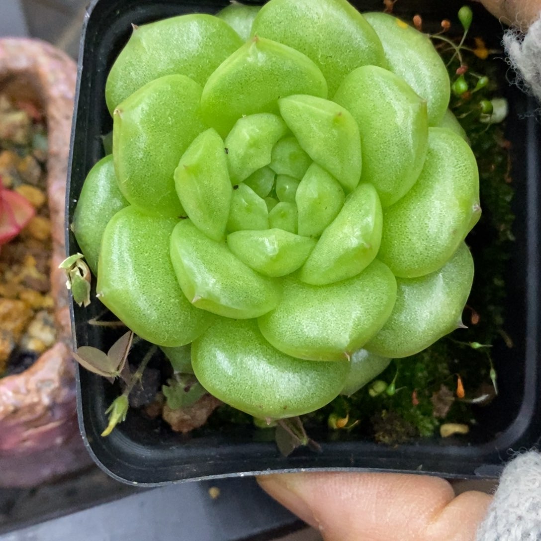 精品多肉一物一拍不包整337