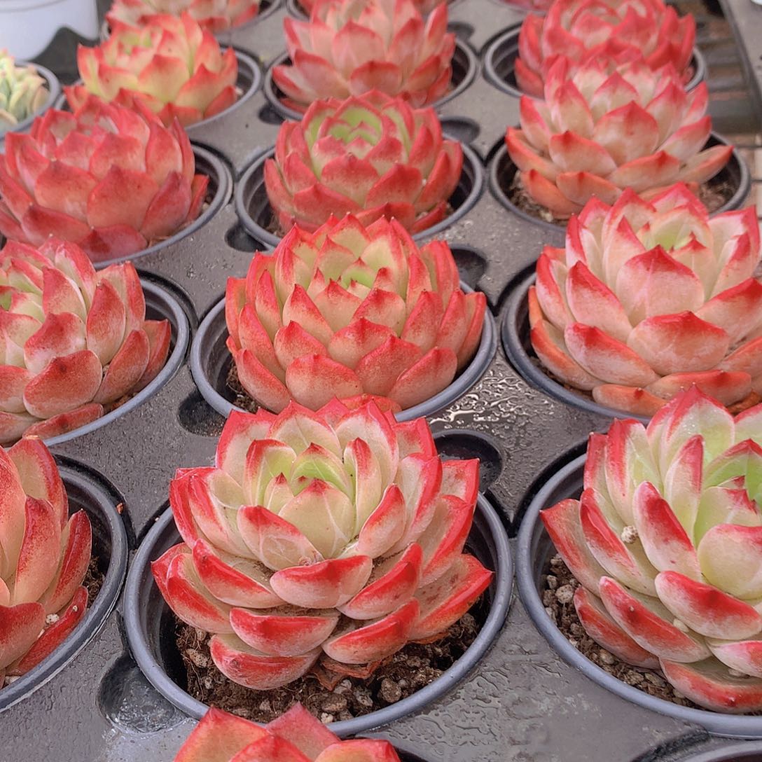 大号夜魔侠45678889999