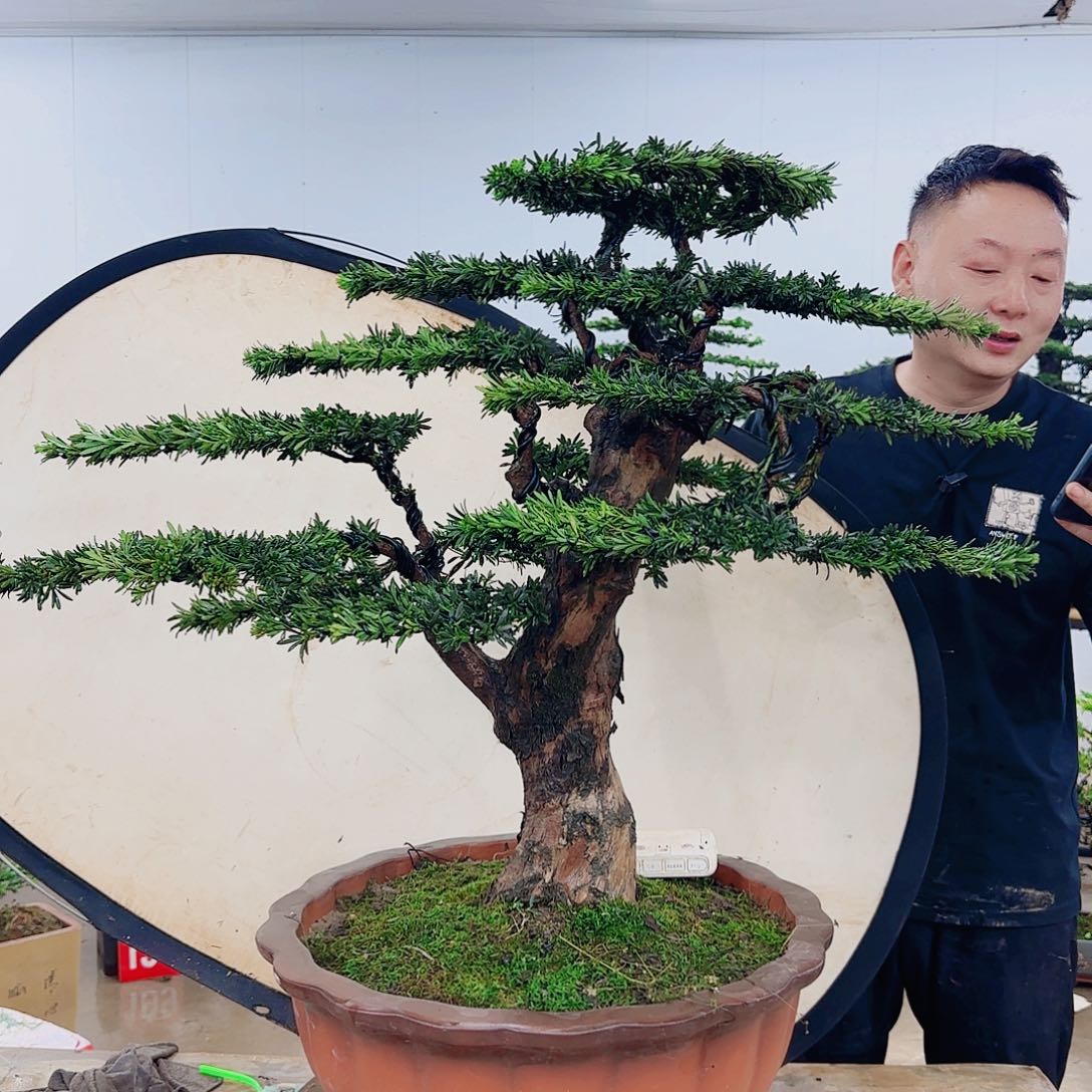无花朵亿*盆景制作过程非常