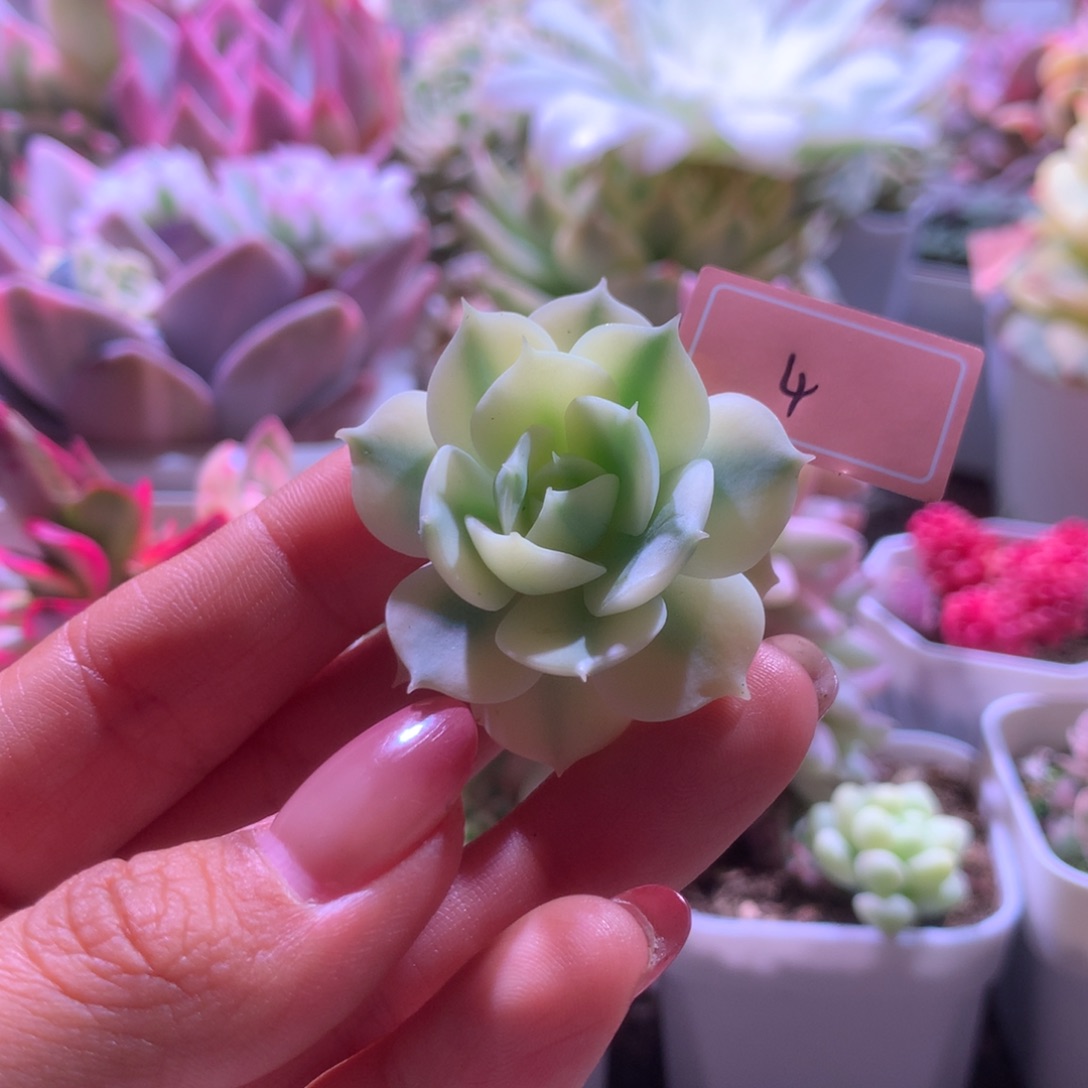 福利青岗锦覆轮锦砍头无根