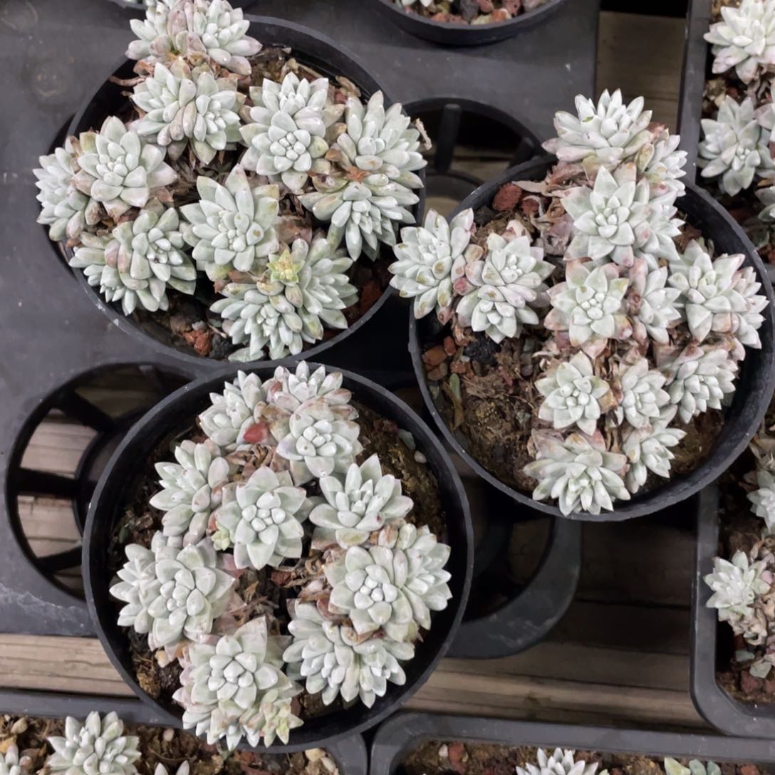 三个白菊一组老桩21.8