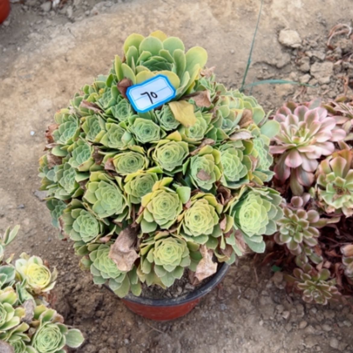 【闪购商品】多肉植物绿杨荣70