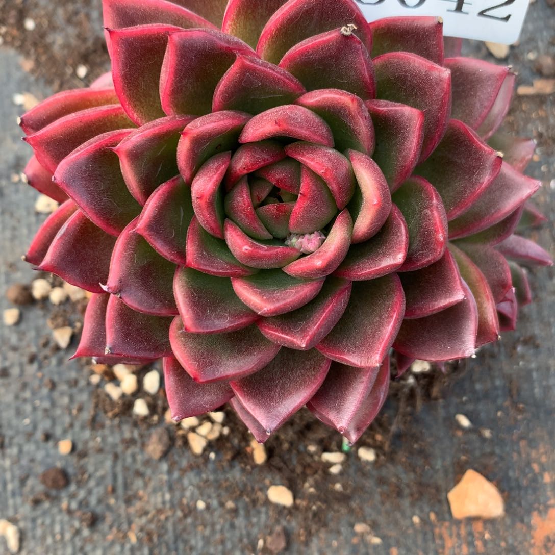 8042杂交多肉老桩