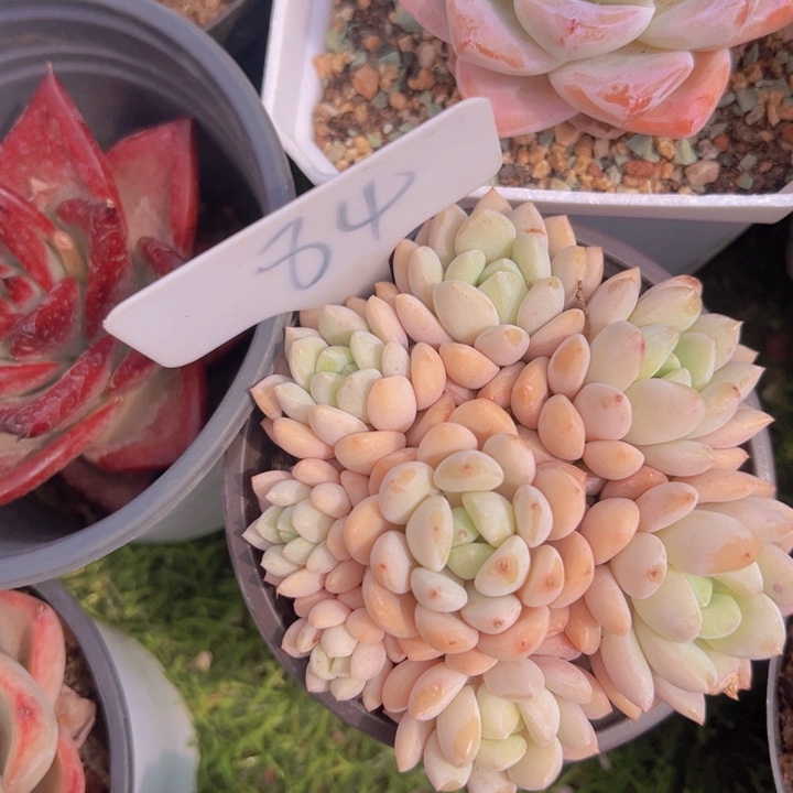 健健康康平平安安