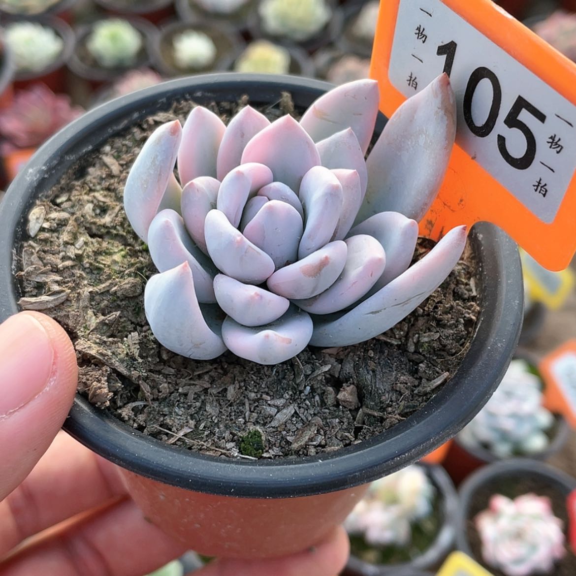 【闪购商品】105号