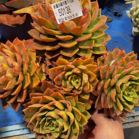 我**我贝拉50138多肉