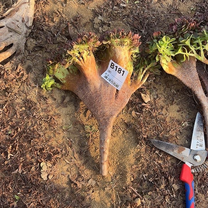 用***2181玫瑰缀砍头多肉植物