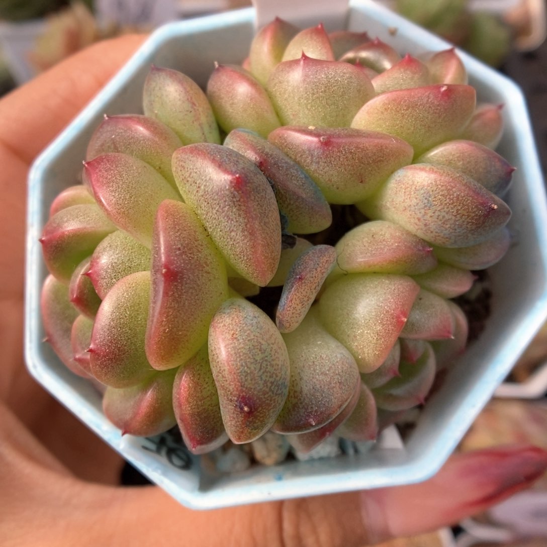 暮云新品可拍942号。 