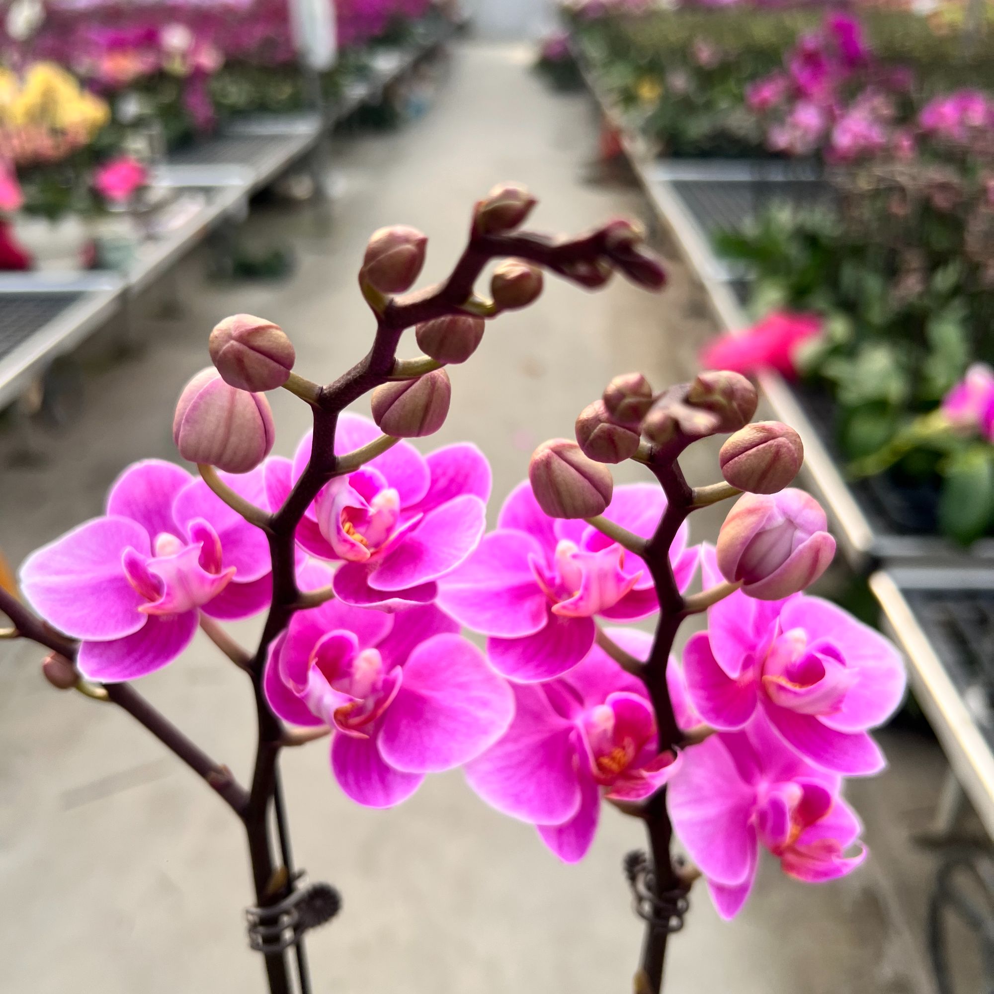 A+【婚宴】蝴蝶兰 3.0寸杯 有花带花苞 喜事乔迁送礼懒人花电