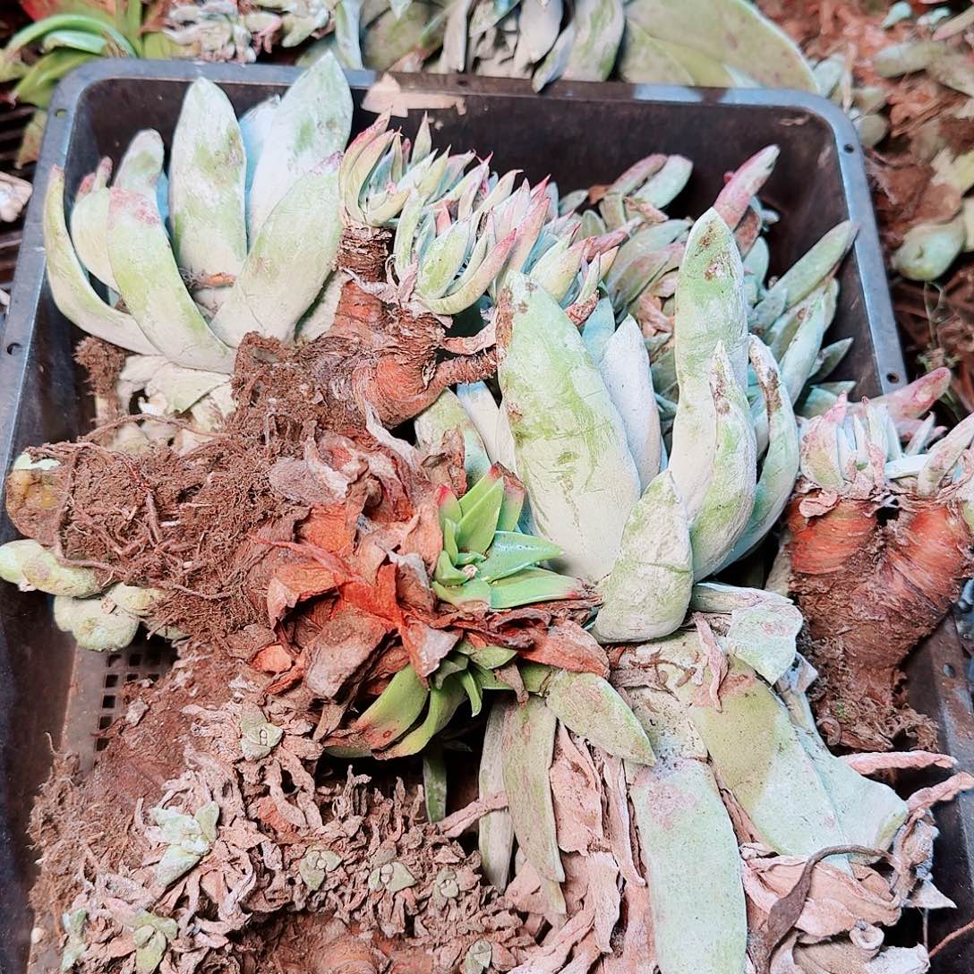 9435瑕疵框拍不售后